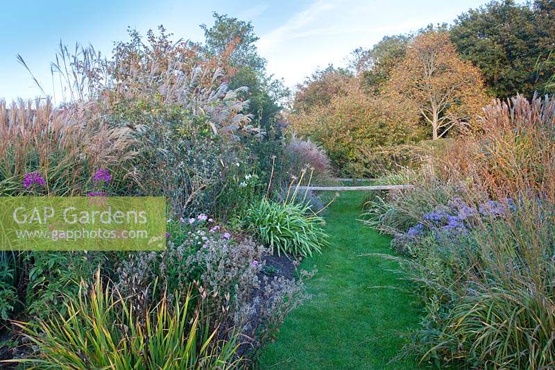 Path through autumn planting of mixed grasses, Agapanthus, Aster and Cleome