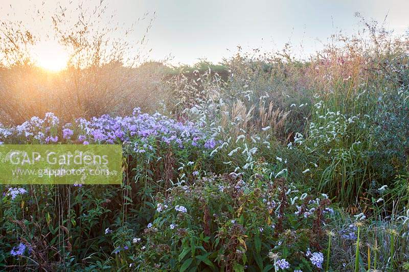 Evening light across Asters, Sanguisorba and mixed grasses