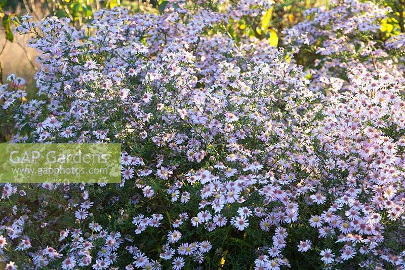 Aster 'Ice Cool Pink'