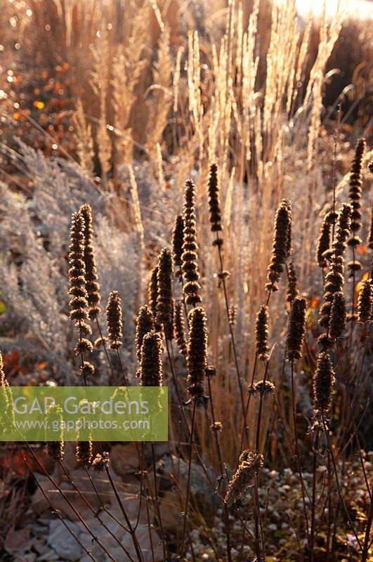 Dry ornamental grasses seedheads of Calamagrostis x acutiflora and Agastache rugosa glowing with sun in winter garden perennials mix border