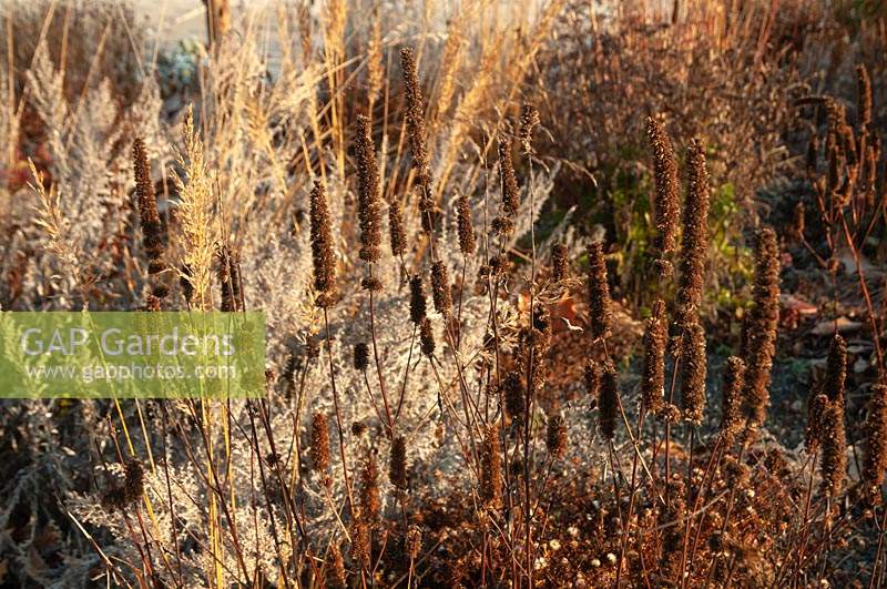Dry ornamental grasses seedheads of Calamagrostis x acutiflora, Artemisia absinthium 'Common wormwood' and Agastache rugosa glowing with sun in winter garden perennials mix bord