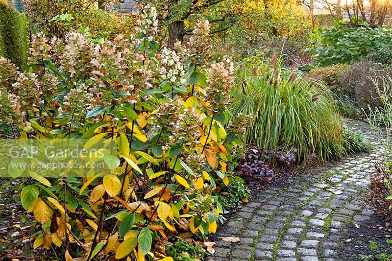 Flowerbed with Hydrangea paniculata 'Tardiva' and Pennisetum edging a cobblestone path.