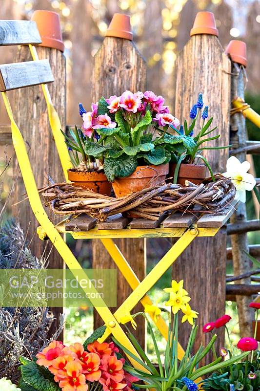 Display of potted spring flowers: Primulas, Bellis, Narcissus and Muscari
