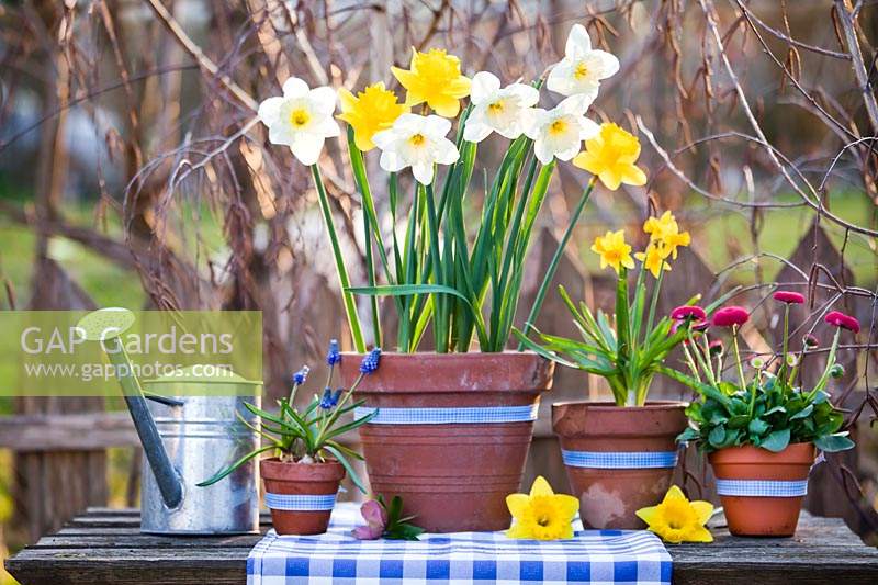 Display of spring flowers in pots - daffodils, muscari and bellis.