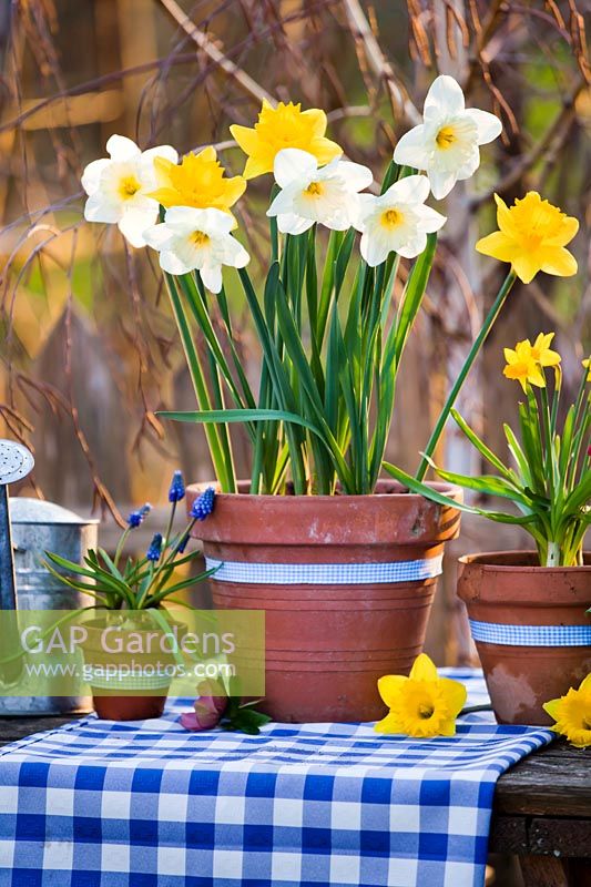 Display of spring flowers in pots - daffodils and muscari.