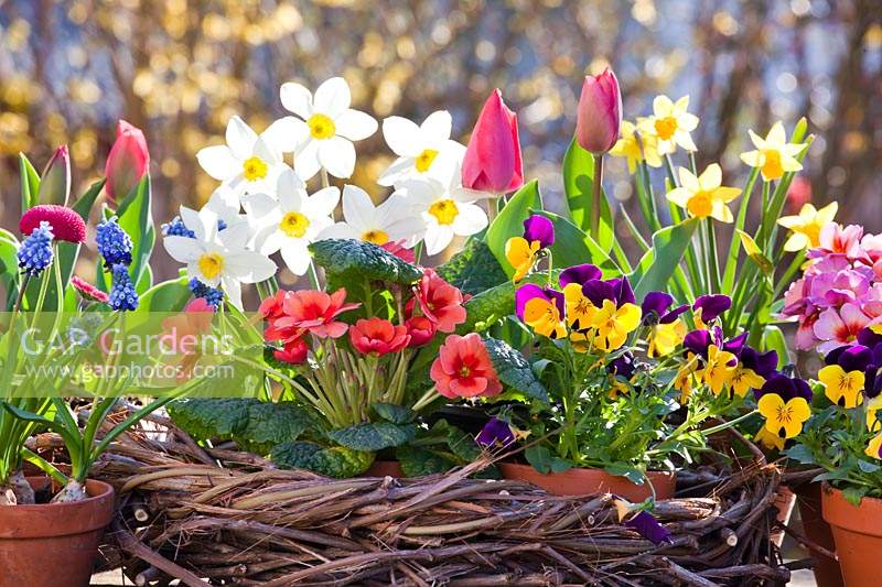 Wreath with spring flowers including daffodils, tulips, pansies, Bellis, primulas, and grape hyacinths.