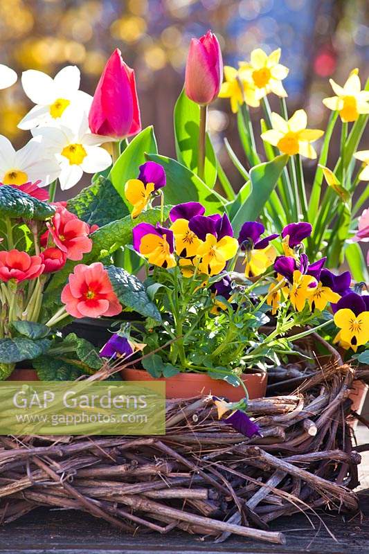 Wreath with spring flowers: in pots, daffodils, pansies, primulas, and tulips.