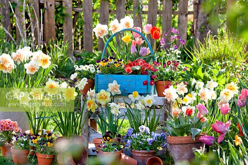 Spring containers planted with daffodils, tulips, Bellis, pansies and primroses.
