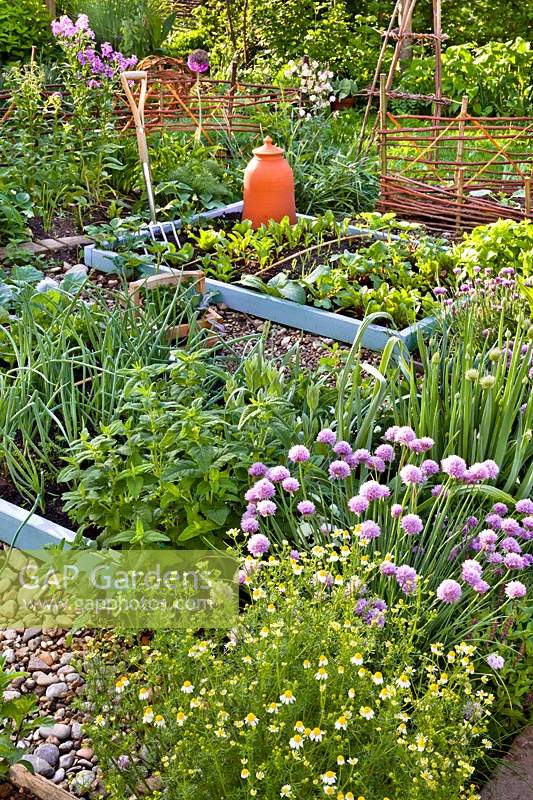 Companion planting in herb garden: chives, sage, Welsh onion, chamomille, fennel and sorrel.