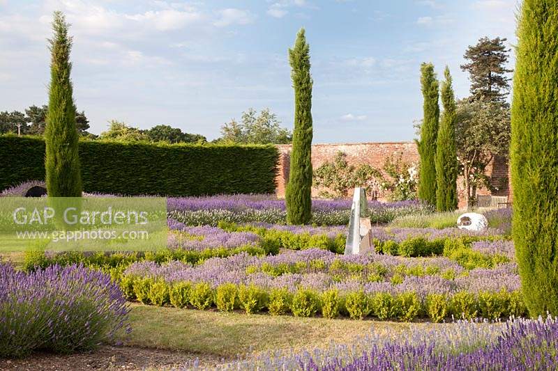 Dramatic display of mixed lavenders growing with conifers and sculpture s. Downderry Lavender Farm, Kent