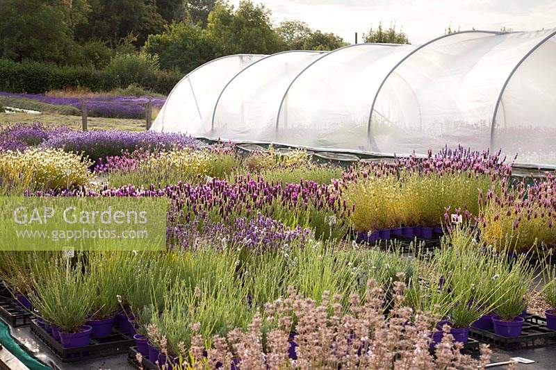 Mixed lavender plants for sale in nursery. Downderry Lavender Farm, Kent