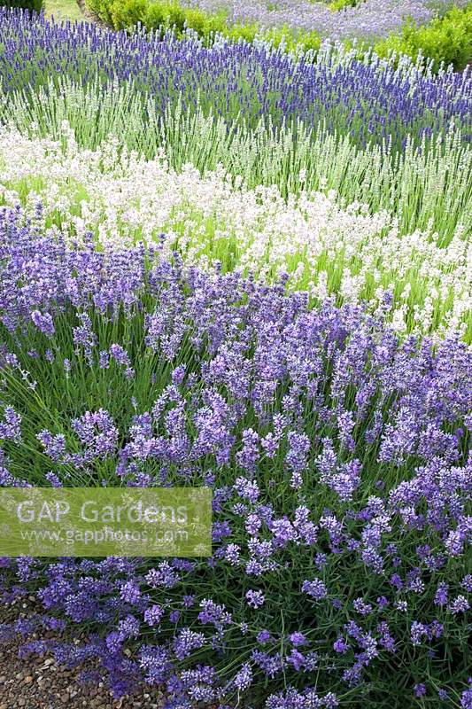 Rows of mixed Lavender. Downderry Lavender Farm, Kent, UK.