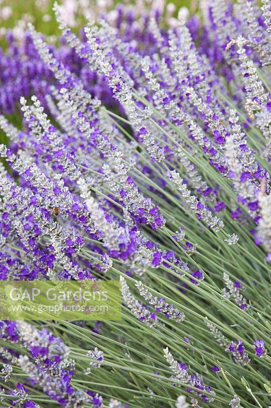 Lavandula chaytoriae 'Bridehead Blue' - Downderry Lavender Farm, Kent