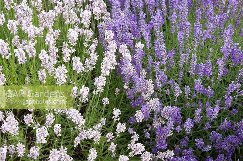 Lavandula angustifolia 'Miss Katherine' and 'Elizabeth' - Downderry Lavender Farm, Kent