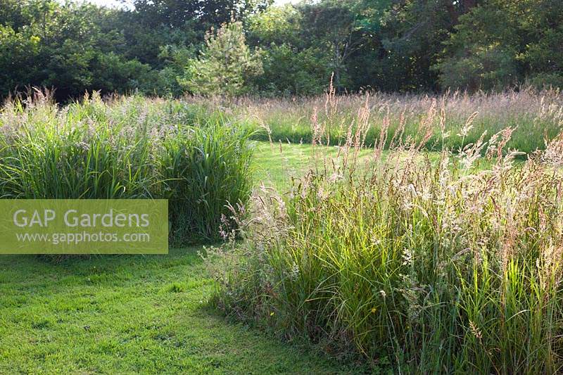 Display of long grasses in meadow - Dyffryn Fernant, Wales