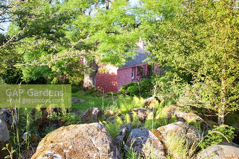 Rockery garden with ferns above Welsh cottage in sunshine - Dyffryn Fernant, Wales