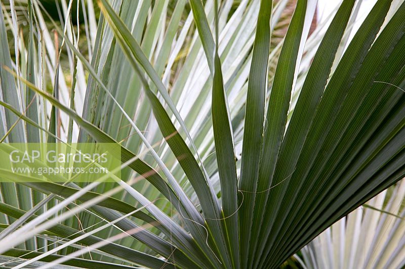 Brahea armata - blue fan palm