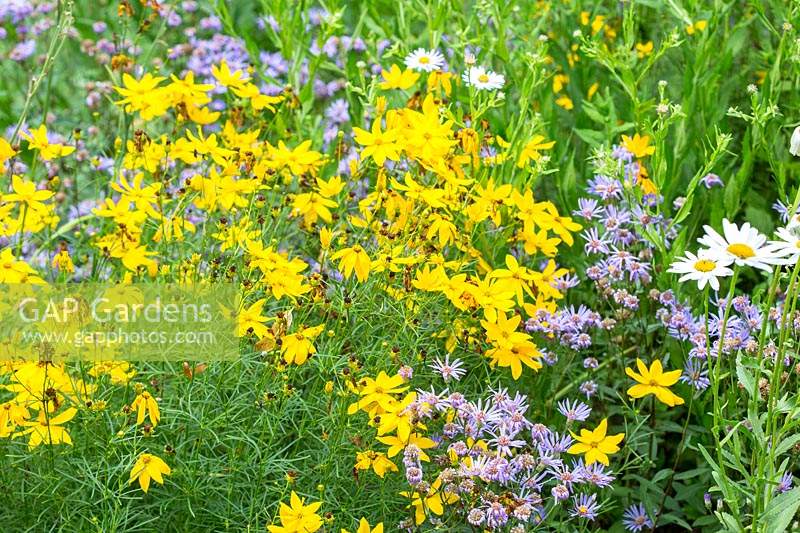Perennial meadow with Aster radula 'August Sky', Coreopsis verticillata 'Grandiflora' and Leucanthemum maximum 'Gruppenstolz'