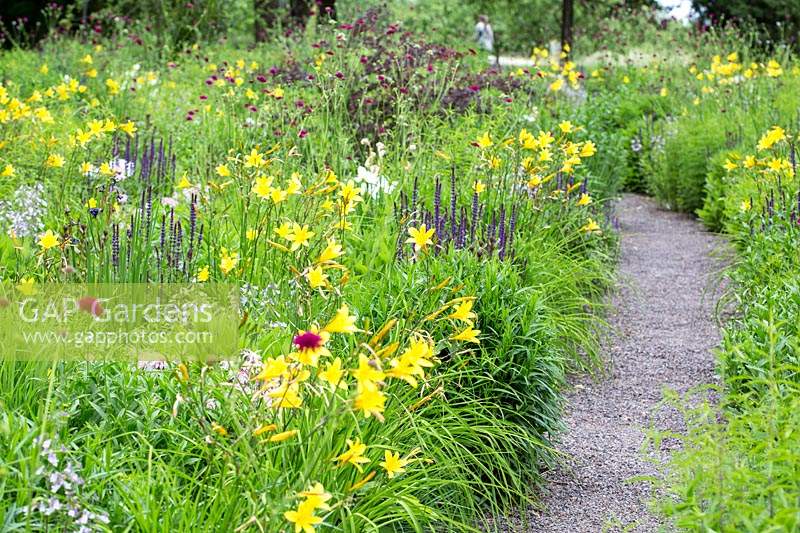Path near a perennial meadow, plants include: Hemerocallis minor, Knautia macedonica 'Mars Midget', Monarda bradburiana, Penstemon hirsutus and Salvia nemorosa 'Caradonna'