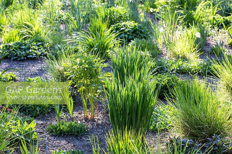 Perennials and ornamental grasses emerging from the mulched soil in a perennial meadow 