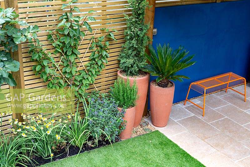 Small modern garden with artificial lawn and contemporary wooden fence and blue painted wall. Recently-planted with fan-trained Prunus avium 'Sunburst' - Cherry  - and perennials. In tall containers: Salvia rosmarinus - Rosemary, Cycas revoluta and Cupressus sempervirens 'Pyramidalis'