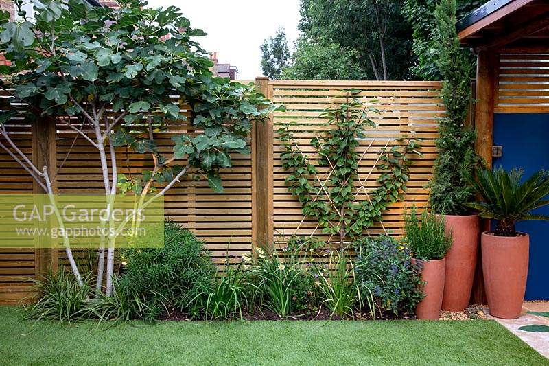 Artificial lawn and contemoporary wood trellis fence. Border includes Fig, Fan tree on fence Cherry Sunburst, Carex Ice Dance