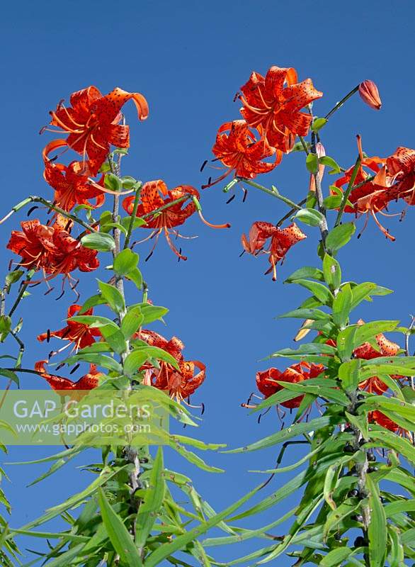 Tiger lilies - Lilium lancifolium or Lilium tigrinum against a blue sky