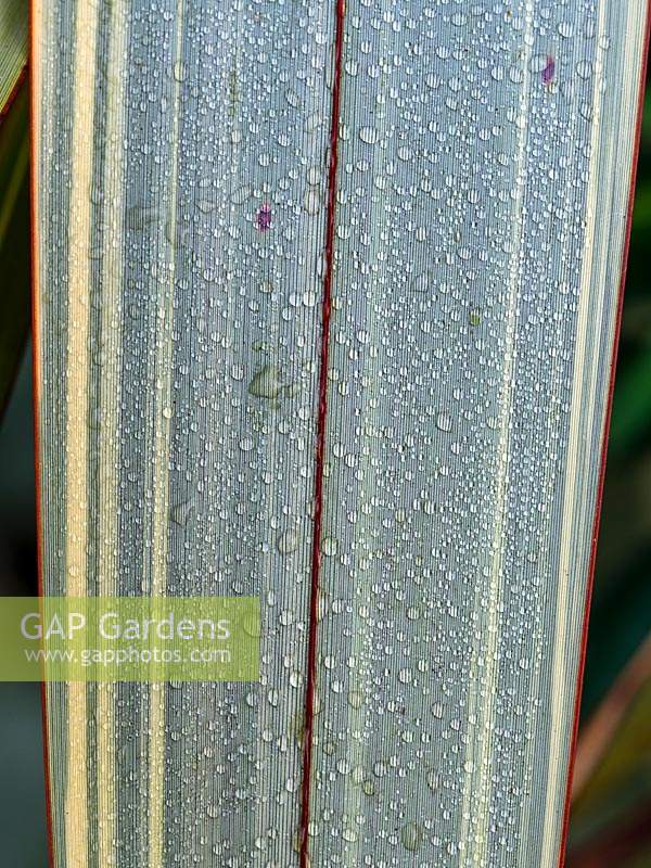 Dew forming on Phormium 'Duet' - New Zealand Flax