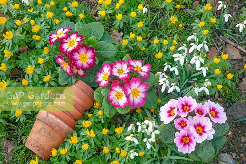Primula - Polyanthus - different colour varieties and stack of flower pots lying on ground with Winter Aconite and Galanthus - Snowdrop