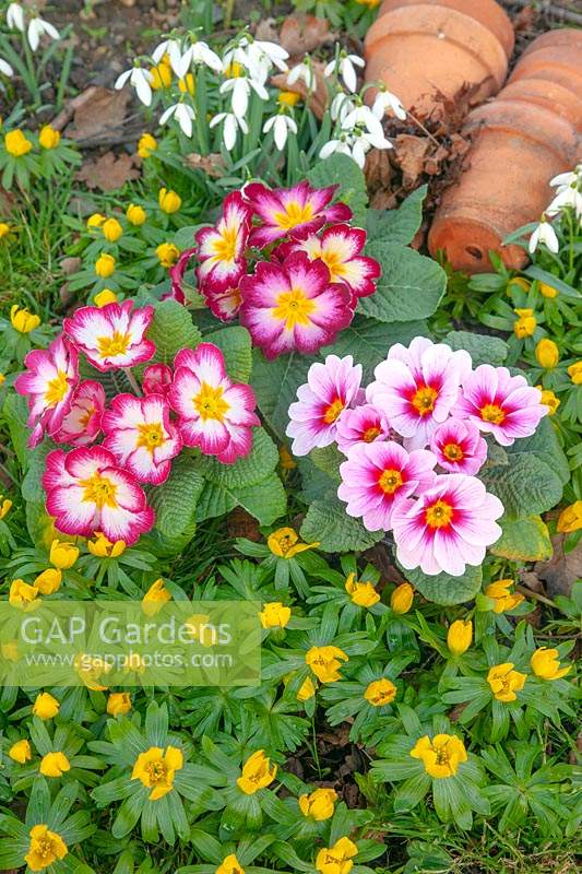 Primula - Polyanthus - different colour varieties and stacked flower pots - on ground with Winter Aconite and Galanthus - Snowdrop