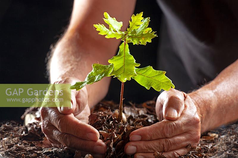 Quercus robur  - Oak - planting a seedling in the ground 