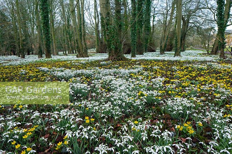 Carpet of Galanthus nivalis - Snowdrop - and Eranthis hyemalis - Winter Aconite with woodland beyond
