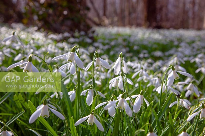 Galanthus nivalis - A carpet of Snowdrops, Walsingham Abbey in Norfolk