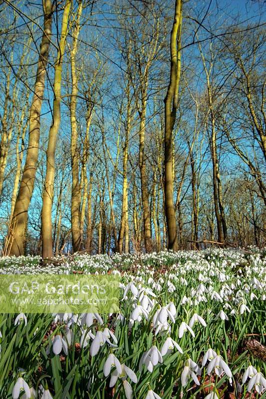 Galanthus nivalis - Snowdrop - carpet under trees  
