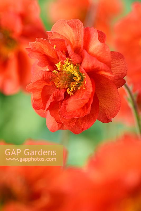 Geum 'Flames of Passion' 