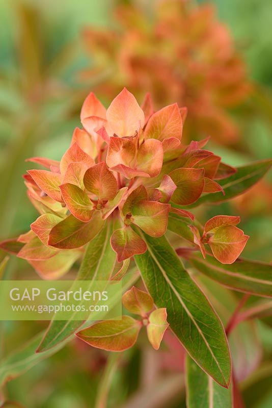 Euphorbia griffithii 'Fireglow' - Spurge  