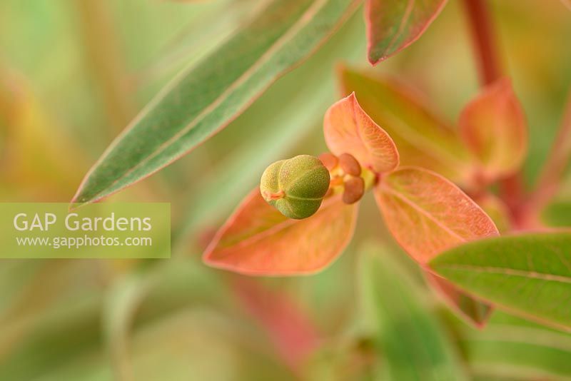 Euphorbia griffithii 'Fireglow' - Spurge  