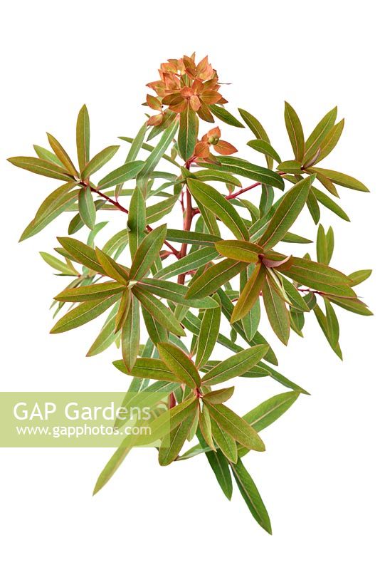 Euphorbia griffithii  'Fireglow' 