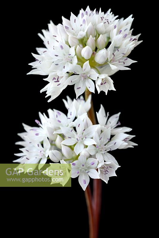 Allium amplectens 'Graceful Beauty'   