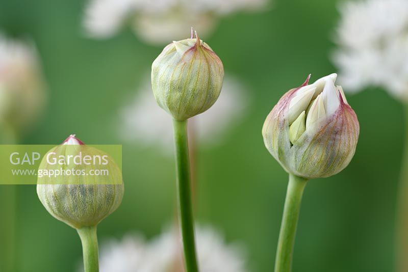Allium amplectens  'Graceful Beauty' 