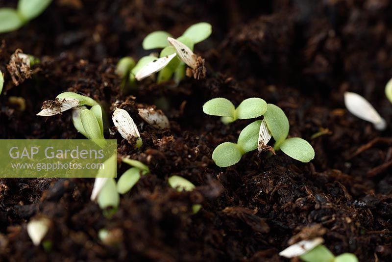 Lactuca sativa 'Robinson' - Lettuce - seeds germinating and seedlings starting to grow  