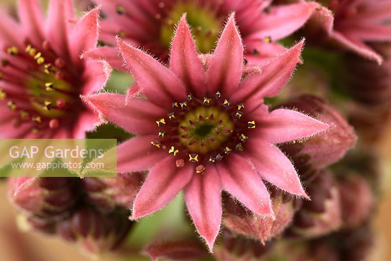 Sempervivum arachnoideum 'Red Papaver' - Houseleek - flowers  