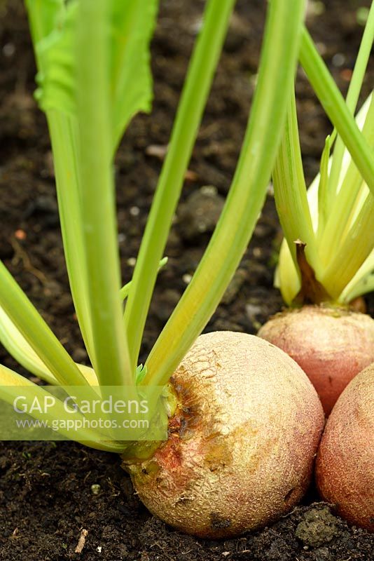 Beta vulgaris 'Golden Eye' - Beetroot - clump of three beetroot that were started together in the same jiffy plug  