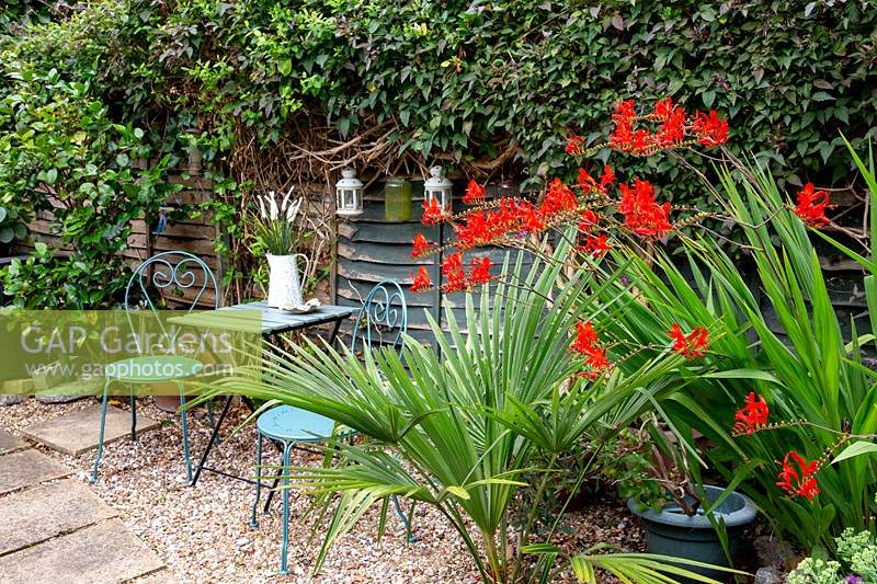 Table and chairs in gravel garden with Crocosmia 'Lucifer'