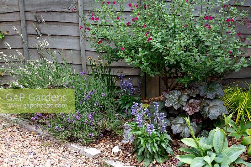 Border planting includes Lavender and a red Salvia