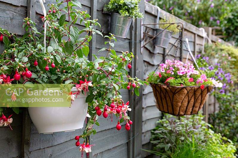 Hanging baskets with Fuchsia