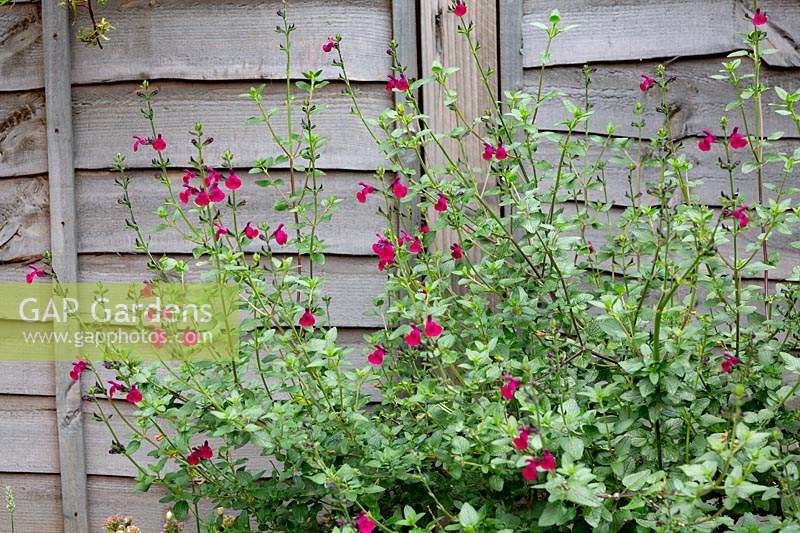  Salvia against wooden fence