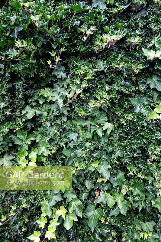 Hedera helix - Variegated Ivy - growing on wall