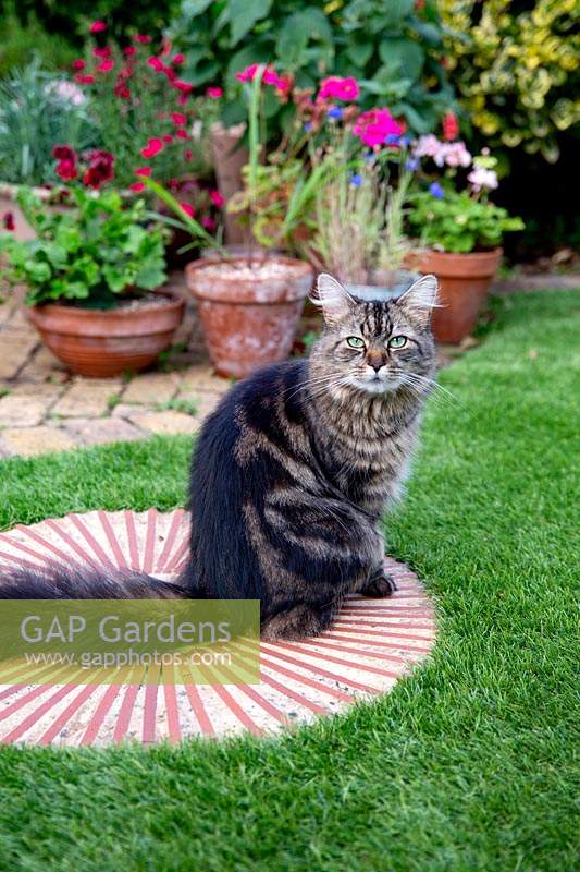 Pet cat sitting on circular terracotta path step