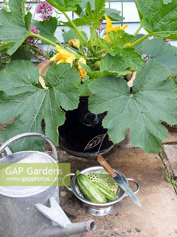 Cucurbita pepo 'Safari' - Courgette or Zucchini -  growing in pot on patio, harvested fruit nearby